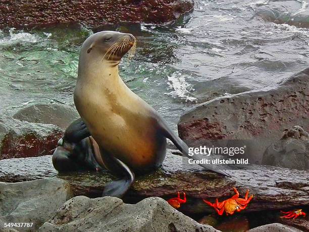 Galapagos: Galapagos sea lion and Grapsus grapsus