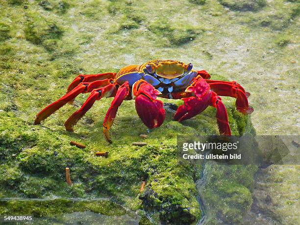 Galapagos: The Grapsus grapsus are a common crab species of the southamerican pacific coast and is a characteristic of the Galapagos-Islands