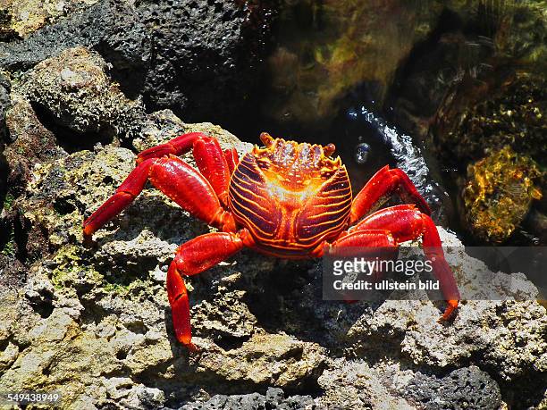 Galapagos: The Grapsus grapsus is a common crab species of the southamerican pacific coast and is characteristic of the Galapagos-Islands