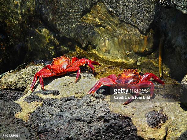 Galapagos: The Grapsus grapsus is a common crab species of the southamerican pacific coast and is characteristicly of the Galapagos-Islands
