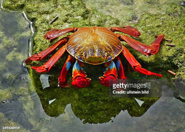 Galapagos: The Grapsus grapsus is a common crab species of the southamerican pacific coast and is characteristicly of the Galapagos-Islands