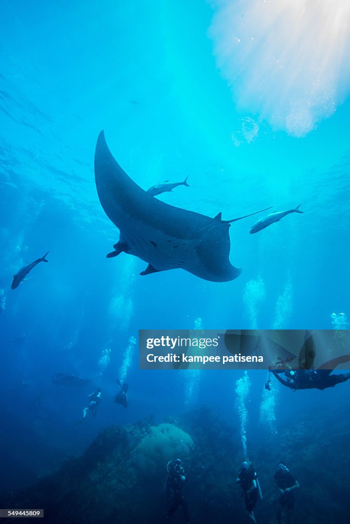 Manta Ray swimming in blue water