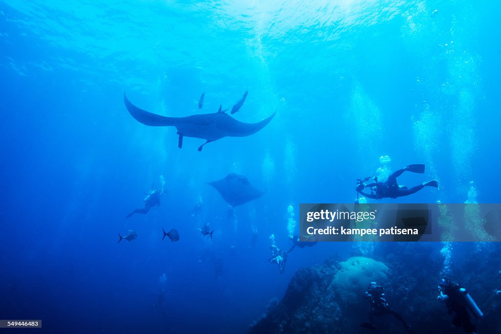 Manta Ray swimming in blue water