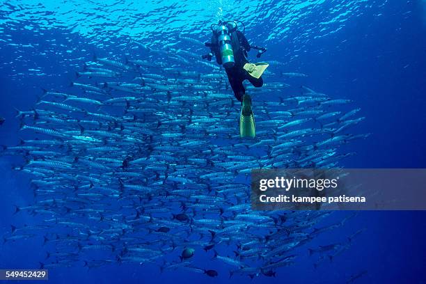 blackfin baraccuda, thailand - barracuda stock pictures, royalty-free photos & images