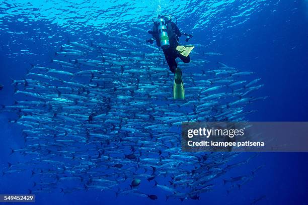 blackfin baraccuda, thailand - barracuda - fotografias e filmes do acervo