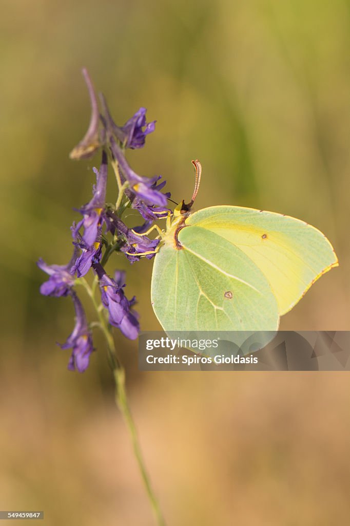 Gonepteryx sp.