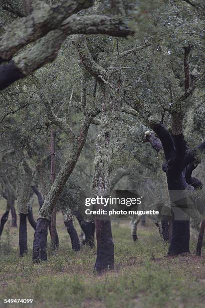 cork oak trees in alentejo. portugal - cork tree fotografías e imágenes de stock