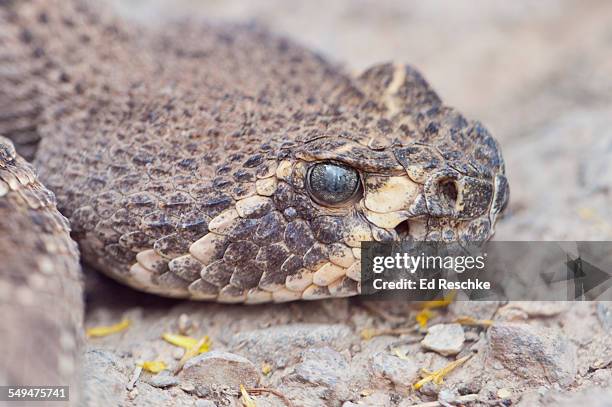 pit viper showing heat-sensing pit - vipera foto e immagini stock