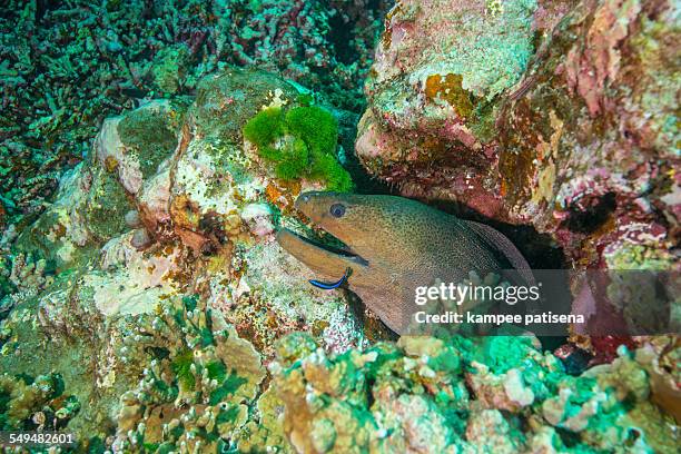 giant moray - similan islands stock pictures, royalty-free photos & images