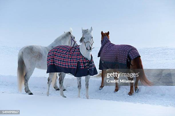 horses eating hay - horse blanket stockfoto's en -beelden
