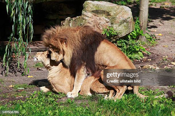 Löwen im Zoologischen Garten, Allwetterzoo in Münster/Westfalen bei der Paarung