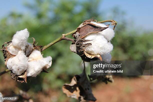 Cotton plant