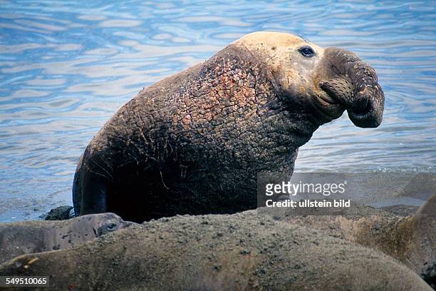 Mexico elephant seal in Baja California