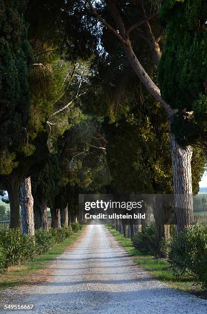 Schirmpinien und Zypressen säumen eine Allee, Schotterweg, Maremma, Toskana, Italien