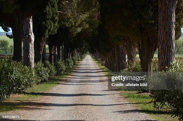 Schirmpinien und Zypressen säumen eine Allee, Schotterweg, Maremma, Toskana, Italien