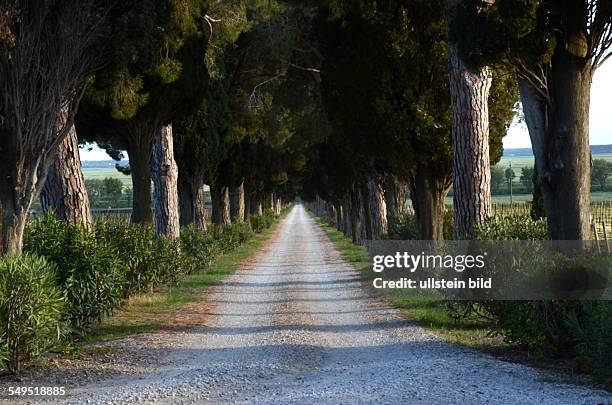 Schirmpinien und Zypressen säumen eine Allee, Schotterweg, Maremma, Toskana, Italien