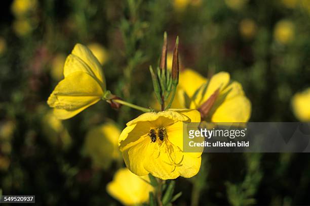 Gemeine Nachtkerze, Oenothera biennis, Einzelblüte, gelb, BACHBLUETE, 2 Bienen, Bestäubung,