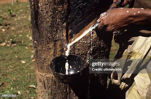 Abzapfen von Latex-Milch am Kautschukbaum, Latexgewinnung, bei Mangalore, Pfefferkueste, Karnataka, Indien Die auch als Latex oder Milchsaft...