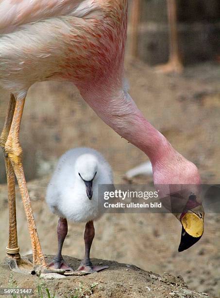 Ein Traum in rosarot Ð neue Kueken in der Welthauptstadt der Flamingozucht . Berlin ist die einzige Stadt auf dem Erdball, in der alle Flamingoarten...