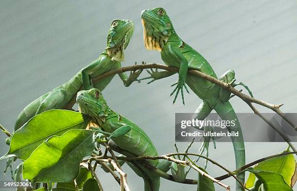 Drachenphantasien Ð Kinderstube beim Grünen Leguan und bei der Segelechse im Zoo-Aquarium Berlin .Vom großen Grünen Leguan gibt es Kleine zu...