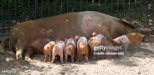 Benehmen wie ein Schwein ausdruecklich erwuenscht Ð Ferkel beim Rotbunten Schwein im Tierkinderzoo des Zoologischen Gartens . Im Tierkinderzoo...