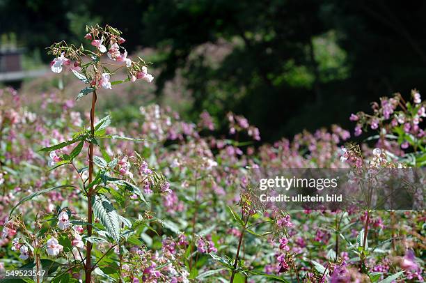 Indian Balsam srawls along the banks of the river Ahr