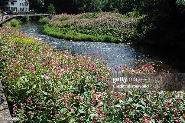 Indian Balsam srawls along the banks of the river Ahr