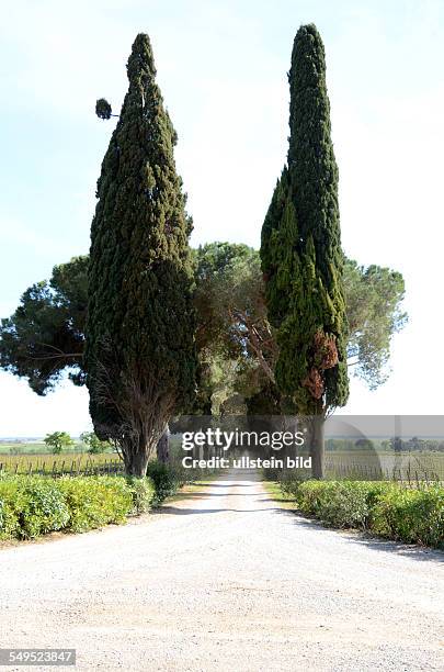 Zypressen und Kiefern, Allee, Maremma, Toskana, Italien