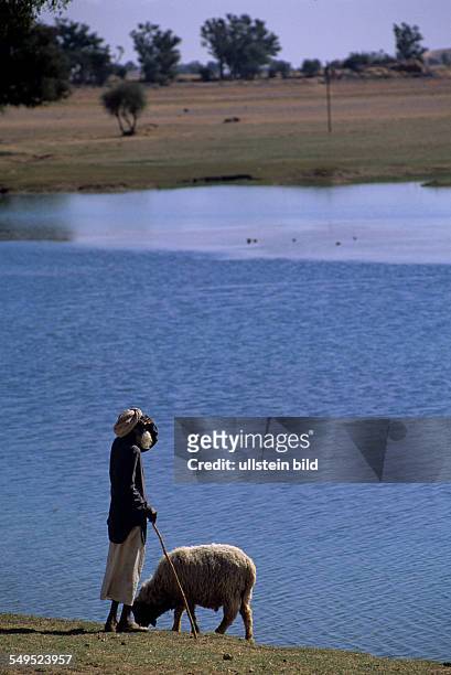 Hirte mit Schaf, an kleinem See in Wueste Thar, Rajasthan