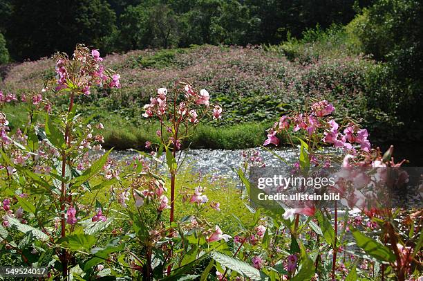 Indian Balsam srawls along the banks of the river Ahr