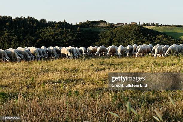 Sheep grazing in a Tuskanien field, near Montegemoli, Tuscany Italy