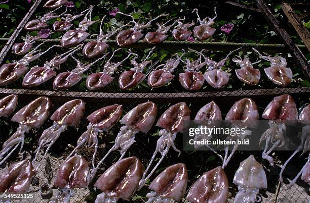 Zum Trocknen ausgelegt Tintenfische, Coleoidea, Thailand,
