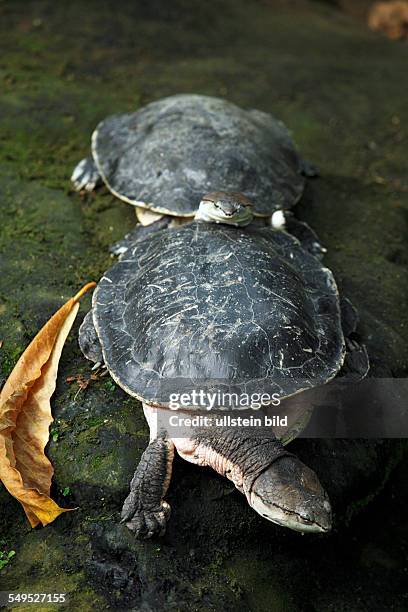 Krefeld, Rhine, Lower Rhine, Rhineland, North Rhine-Westphalia, NRW, D-Krefeld-Bockum, zoological garden Krefeld, spot-bellied side-necked turtle,...