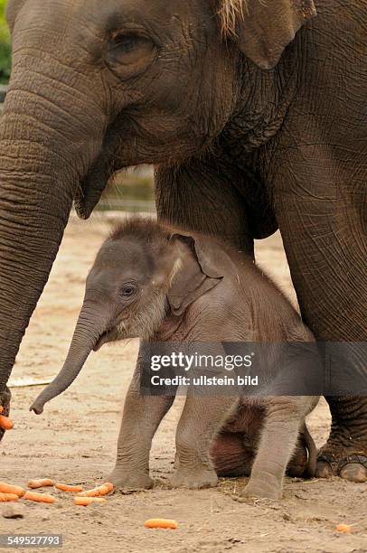 Zum zweiten Mal gab es im Mai 2012 Nachwuchs bei den Asiatischen Elefanten im Tierpark Berlin. Am wurde ein weibliches Jungtier von der erfahrenen...