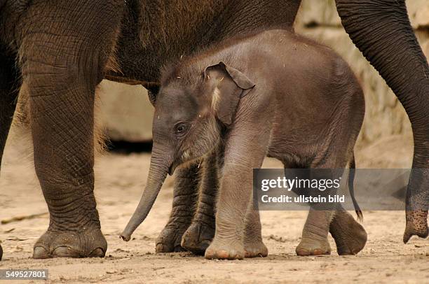 Zum zweiten Mal gab es im Mai 2012 Nachwuchs bei den Asiatischen Elefanten im Tierpark Berlin. Am wurde ein weibliches Jungtier von der erfahrenen...