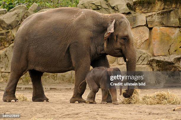 Zum zweiten Mal gab es im Mai 2012 Nachwuchs bei den Asiatischen Elefanten im Tierpark Berlin. Am wurde ein weibliches Jungtier von der erfahrenen...