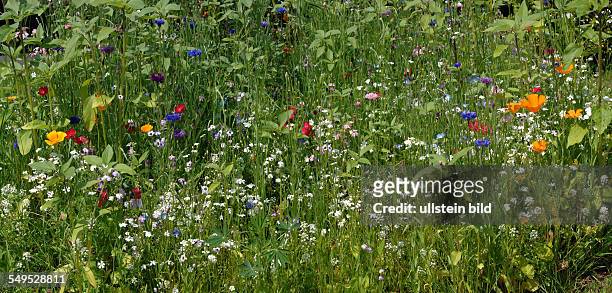A field of flowers with numerous flowers
