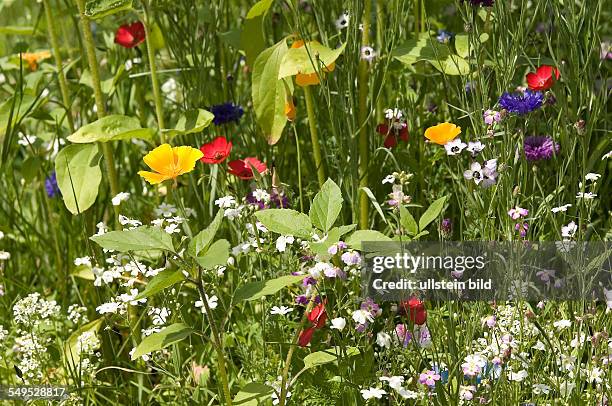 A field of flowers with numerous flowers