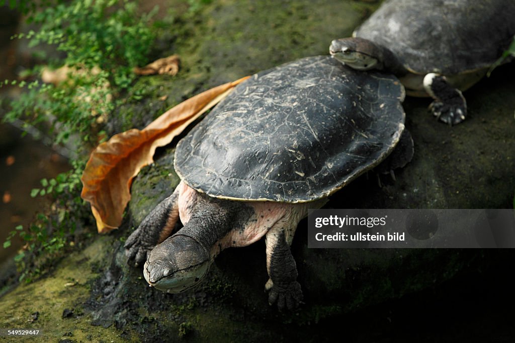 D-Krefeld, Rhine, Lower Rhine, Rhineland, North Rhine-Westphalia, NRW, D-Krefeld-Bockum, zoological garden Krefeld, spot-bellied side-necked turtle, Phrynops hilarii