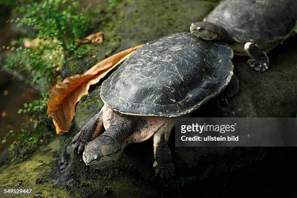 Krefeld, Rhine, Lower Rhine, Rhineland, North Rhine-Westphalia, NRW, D-Krefeld-Bockum, zoological garden Krefeld, spot-bellied side-necked turtle,...