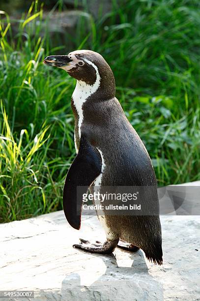 Krefeld, Rhine, Lower Rhine, Rhineland, North Rhine-Westphalia, NRW, D-Krefeld-Bockum, zoological garden Krefeld, Humboldt Penguin, Spheniscus...