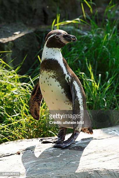 Krefeld, Rhine, Lower Rhine, Rhineland, North Rhine-Westphalia, NRW, D-Krefeld-Bockum, zoological garden Krefeld, Humboldt Penguin, Spheniscus...