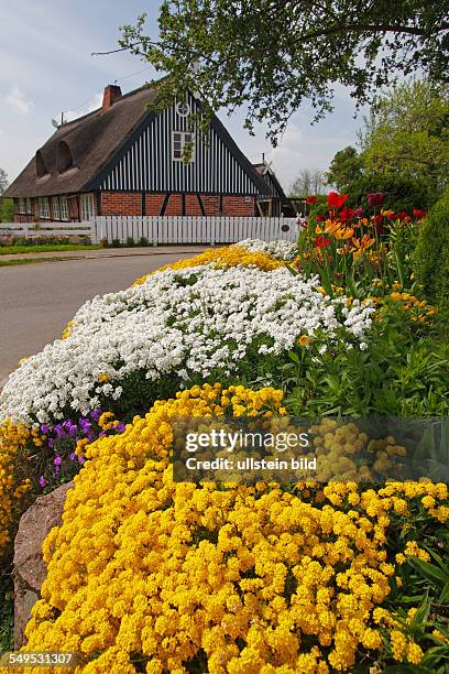 Ländlicher Garten im Frühling vor altem reetgedeckten Fachwerkhaus mit Polsterstauden wie Steinkraut gelb, Schleifenblume weiß, und Blaukissen...