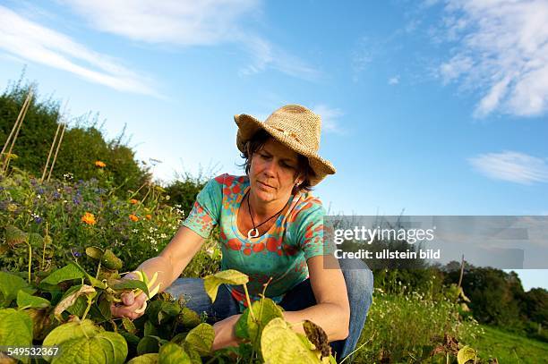In der Nähe von Aachen können Privatpersonen auf einem brachliegenden Grundstück Gartenflächen pachten und ihr eigenes Obst und Gemüse anbauen und...