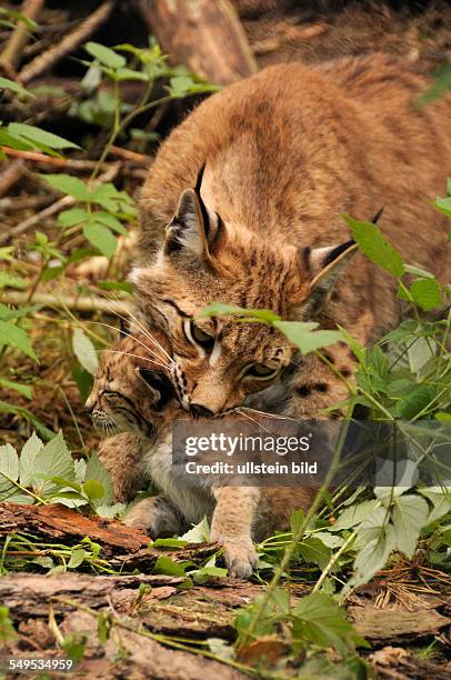 In der Schorfheide wurden erstmals nach 200 Jahren wieder Luchse geboren. Im Wildpark bei Groß Schönebeck erblickten am 11.05. 2012 Drillinge im über...