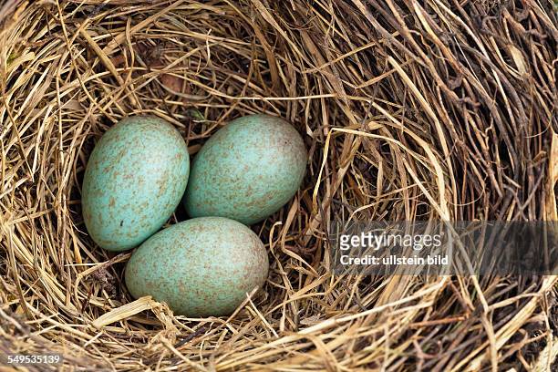 Die Eier einer Amsel in einem Vogelnest.