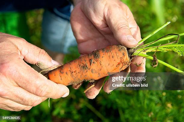 In der Nähe von Aachen können Privatpersonen auf einem brachliegenden Grundstück Gartenflächen pachten und ihr eigenes Obst und Gemüse anbauen und...