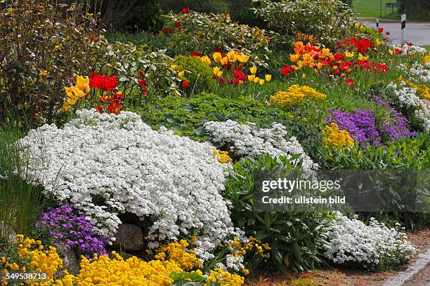 Ländlicher Garten im Frühling mit Polsterstauden wie Schleifenblume weiß, Felsensteinkraut, Steinkraut gelb, und Blaukissen Aubretie, blauviolett,...