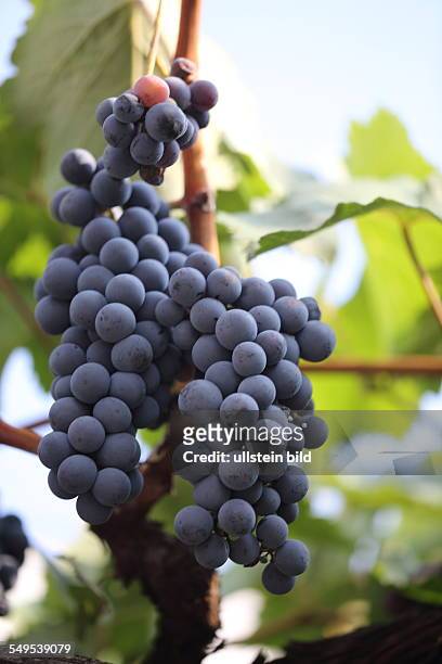 Griechenland Weintrauben