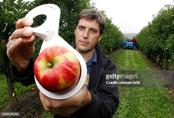 Obsthof am Süßen See Aseleben , Beginn der Apfelernte 2012 mit der Sorte Elstar, Geschäftsführer Philipp Moser macht den Größetest